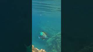 A real good close up look at the colors and pattern of the Bridled Parrotfish [upl. by Romola]