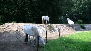 On The Right Track  Horses living in paddock paradise [upl. by Nhguavad]