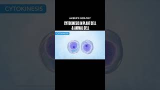 Cytokinesis in plant cell and animal cells [upl. by Naeerb]