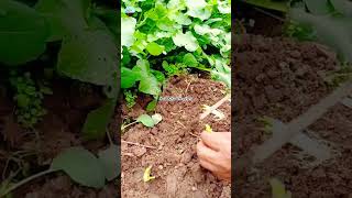 trending farming harvesting viral shorts youtubeshorts agriculture SoilAndSunStories [upl. by Nylrem]