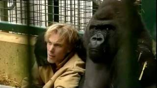 Gorilla Gorilla  Damian Aspinall amp Kifu at Howletts Wild Animal Park Kent [upl. by Rica]