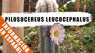 Pilosocereus leucocephalus  Cactus de la semana  by Desert plants [upl. by Zechariah]