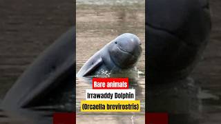 Irrawaddy DolphinOrcaella brevirostris shorts [upl. by Goody]