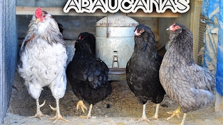 Araucanas chickens [upl. by Nyrehtac137]