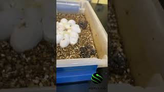 EGGS HATCHING🥚⭐ NEW BABIES 🐍🐍🐍 venomislife kyreptilezoo snakes venomoussnakes reptiles [upl. by Lleoj783]