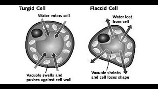 TurgidityandFlaccidityBiology ICSE10thBiology PlantPhysiology [upl. by Aivart564]