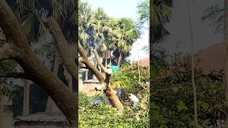 Tree cutting viralvideo trending [upl. by Merill]