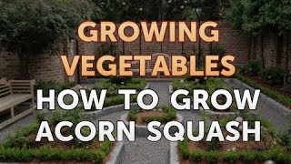 How to Grow Acorn Squash [upl. by Wanfried923]