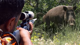 Top DANGEROUS BOAR Hunts FEARLESS Dogs Extreme CloseUp Rifle Shots hunting wildlife [upl. by Reeve885]