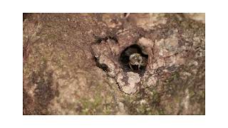 Stingless bees in Guatemala [upl. by Steele]