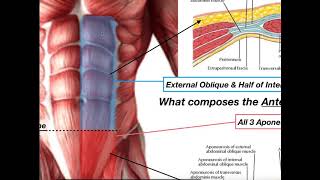 Anatomy of the Rectus Sheath [upl. by Stephan]