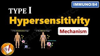 Type I Hypersensitivity Reactions PART 2  Mechanism explained FLImmuno84 [upl. by Windham]