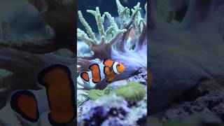 Incredible Reef Aquarium reef reeftank fish [upl. by Eidnak]