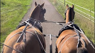 Attelage chevaux Franches montagnes [upl. by Nikolai365]