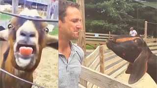 Goats Screaming Like Humans Try Not to Laugh 🐐 😲 😀 😂 🤣 February 2021 Compilation [upl. by Hau544]