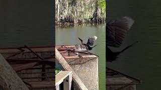 Snake Bird Performing a Tightrope Walk 😄 American Darter [upl. by Dlabihcra]