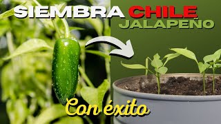 Como SEMBRAR CHILE JALAPEÑO en MACETA 🌶 Ají 🌱 [upl. by Odnavres874]