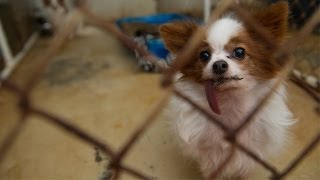 Dogs Rescued From North Carolina Breeder [upl. by Nomal488]