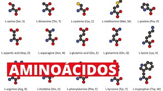 Los 20 aminoácidos y sus funciones [upl. by Gervais]