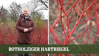 Cornus Sibirica  Ein Geheimtipp für jeden Garten [upl. by Ariayek]