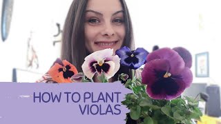 HOW TO PLANT AND GROW VIOLAS IN POTS OR IN GARDEN Tips for growing pansies Longlasting flowering [upl. by Chassin]