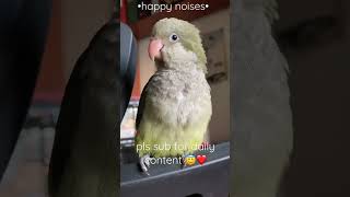 quaker parrot sings happy noises ❤️ [upl. by Ylecic409]