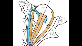 Extraocular muscles tutorial [upl. by Teplica]