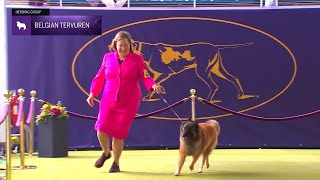 Belgian Tervuren  Breed Judging 2024 [upl. by Nalehp]