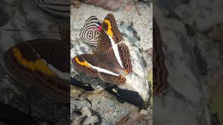 Mariposas hermanas Adelpha corcyra ssp collinaFamilia NymphalidaeTribu Limenitidinibutterflyfly [upl. by Aztiray]