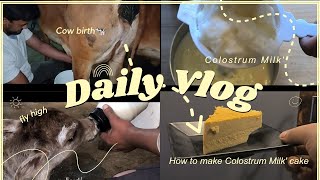 How to make Colostrum Milk PuddingCow Birth 🐄aesthetically shot💕 [upl. by Rudich]