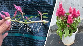 Secrets of flower propagation Celosia cristata L from the stem [upl. by Zampino]