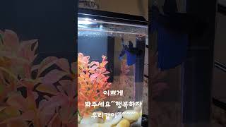 파랭이는 울가족요Blue Veiltail betta [upl. by Kred]