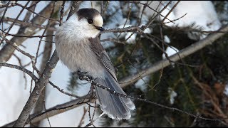 Mésangeai du Canada  Canada Jay [upl. by Sugihara697]