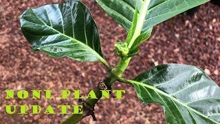 Growing NONI Plant collected  Morinda Citrifolia Part 2 [upl. by Valina872]