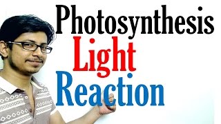 Light reaction of Photosynthesis  Photosynthesis lecture 1 [upl. by Gurl]