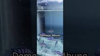 Demasoni cichlidAfrican Cichlids amongus fish funny aquarium fishtank india love music [upl. by Yud]