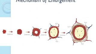 Cyst 1 Odontogenic Cysts [upl. by Sirret406]