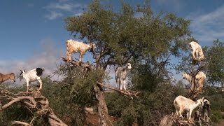 Why are there goats in the trees [upl. by Hnib]