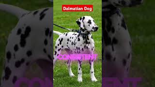 Dalmatian Dog Personality and Behavior [upl. by Ylatan]