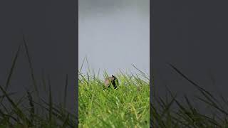 Bronzed winged jacana bronzedwingedjacana birdwatchingbyranjit birdwatching birds [upl. by O'Brien]