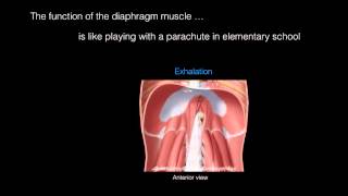 Anatomy of breathing [upl. by Milicent]