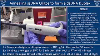 Annealing Oligos [upl. by Woodson]