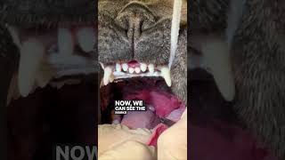 Laser Surgery For Elongated Soft Palate in Brachycephalic Dogs [upl. by Wira]