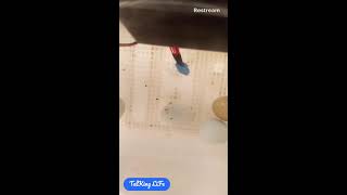 Live Chicken egg hatch [upl. by Atiuqat445]