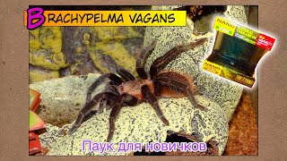 Brachypelma vagans  паук для новичков ● Террариум Exo Terra Nano 20x20x20 [upl. by Etnoj]