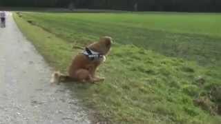 Hund juckt der Hintern [upl. by Norval]