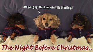 Ep7 Dachshund Mischief on the Night Before Christmas [upl. by Rehptosirhc88]