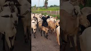 Sorkame endralum songagriculture goat villagelife village villagevlog [upl. by Alexia]