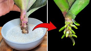 Magical Planting Method That Makes Orchid Leaves Grow Roots Instantly [upl. by Scammon892]