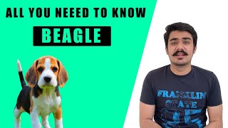 BEAGLE DOG INDIA  Beagle dog price in IndiaBeagle dog playingexercise needIs a good family dog [upl. by Brianne]